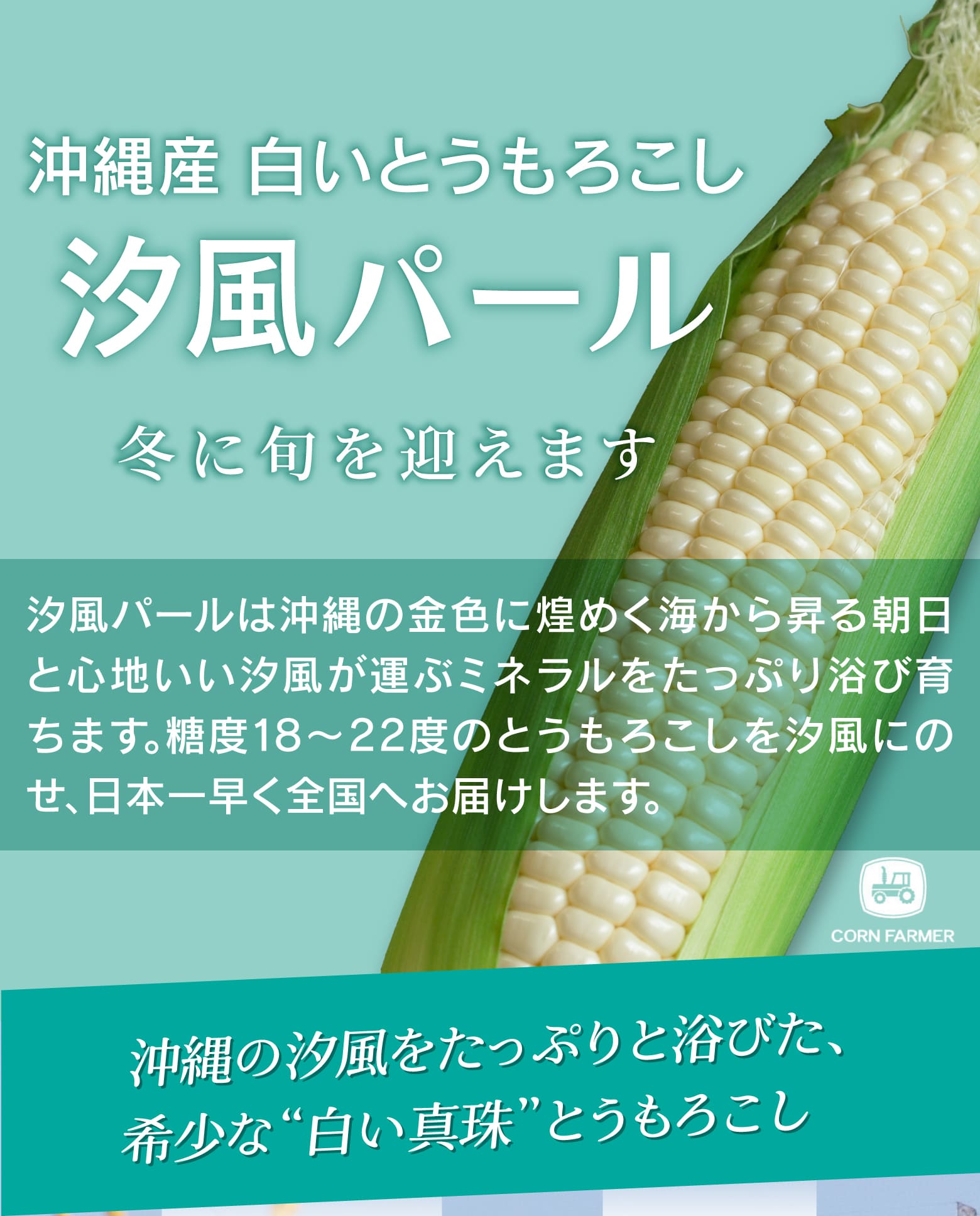 真っ白な甘さの衝撃 沖縄産プレミアムとうもろこし「汐風パール」