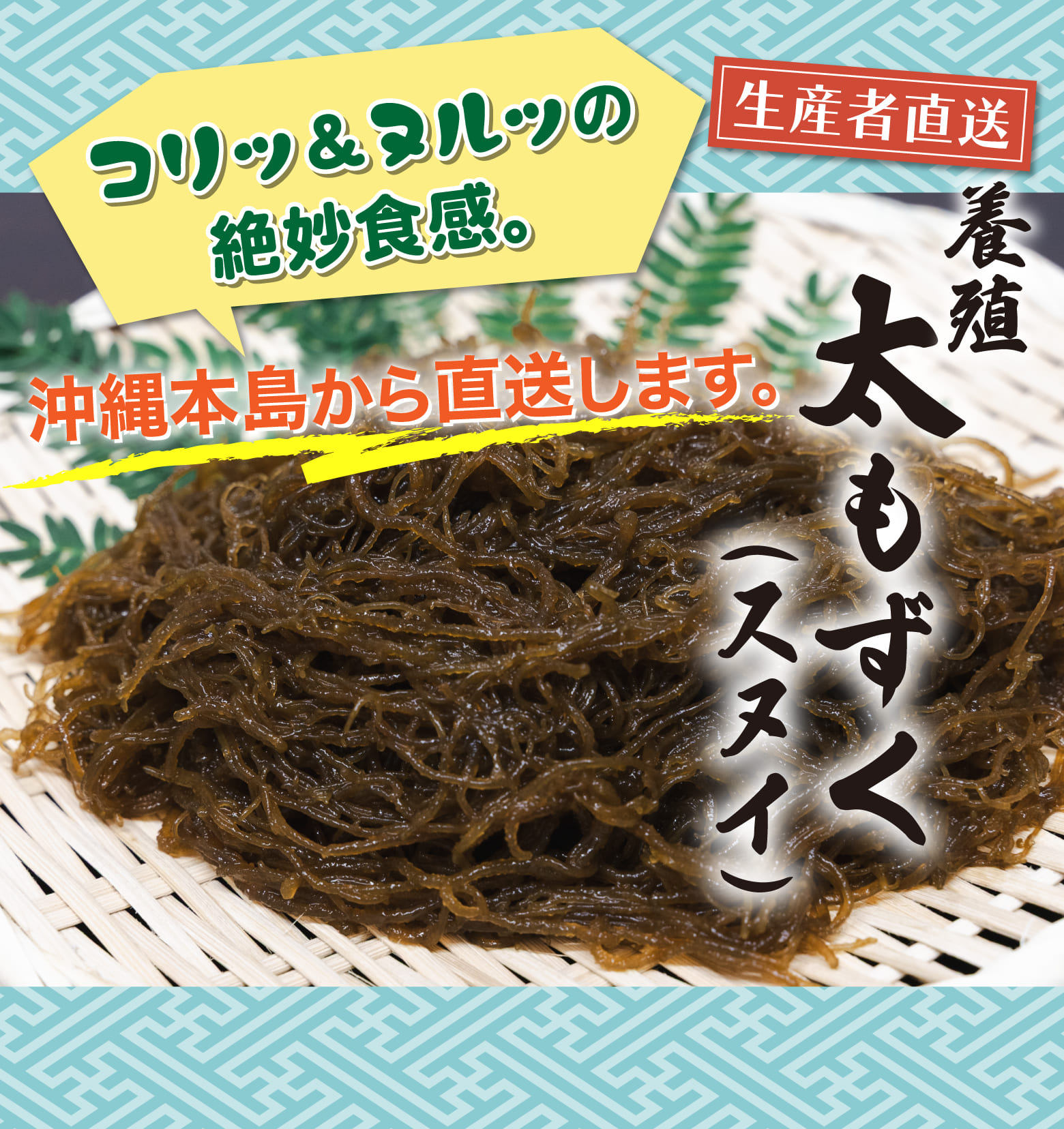 養殖 太もずく（スヌイ）